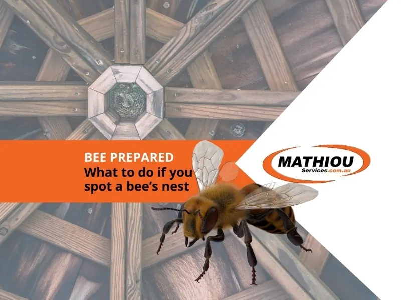 Pest control- bee prepared -what to do id you find a bees nest