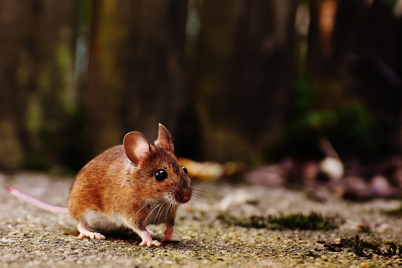 Rodent pest control