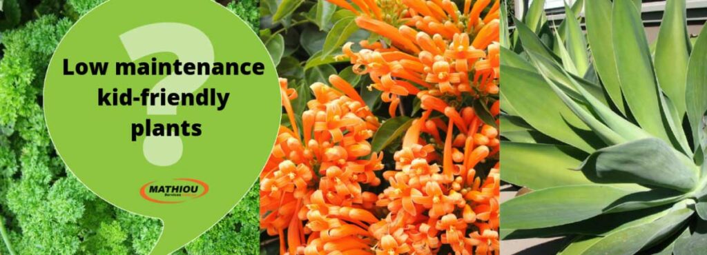Low maintenance kid friendly plants