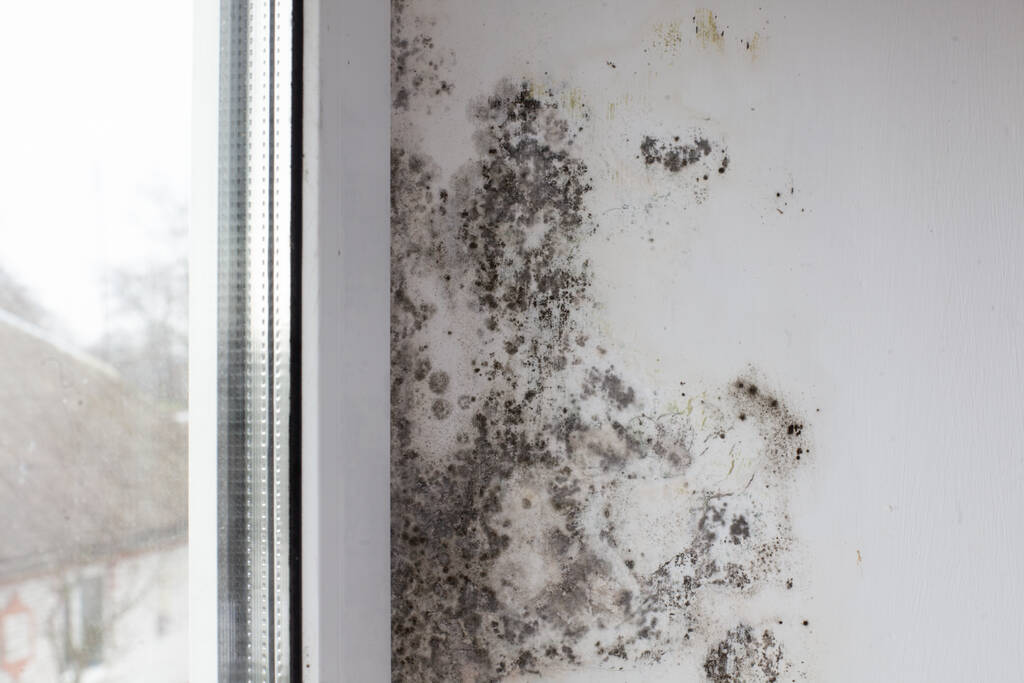 Fungus on the wall