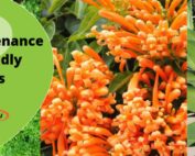 Low maintenance kid friendly plants