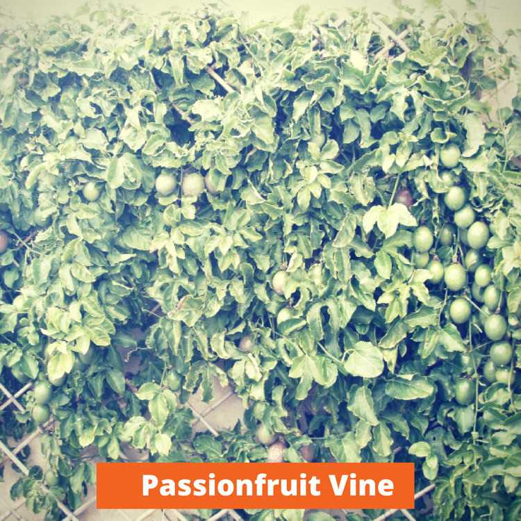 Passionfruit Vine Low maintenance and kid friendly plants