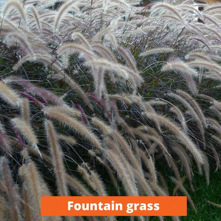 Fountain Grass Low maintenance and kid friendly plants