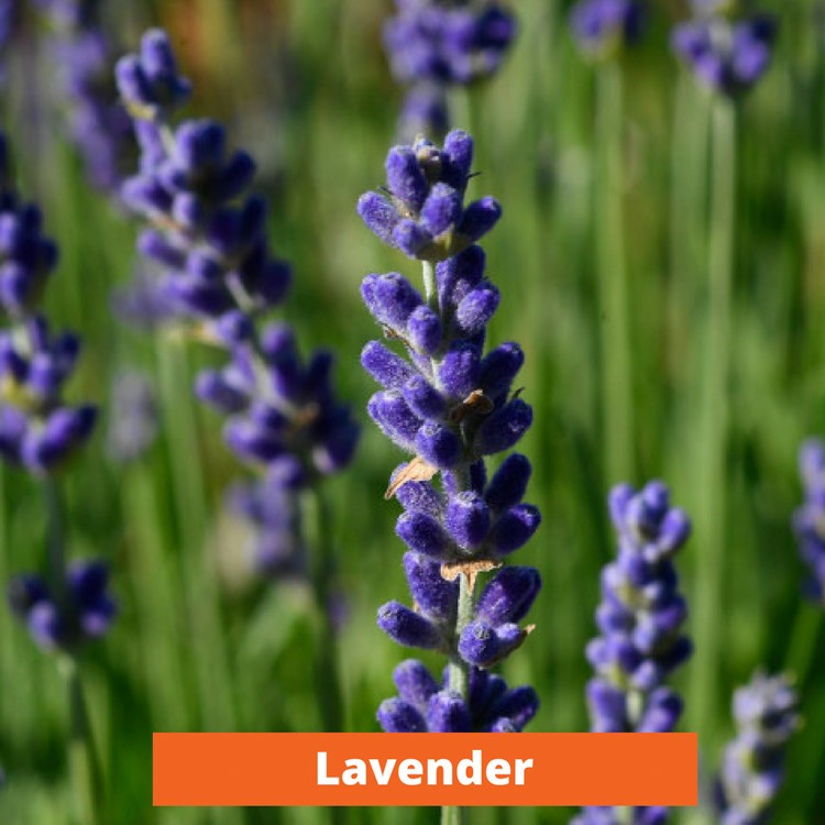 Lavender Low maintenance and kid friendly plants