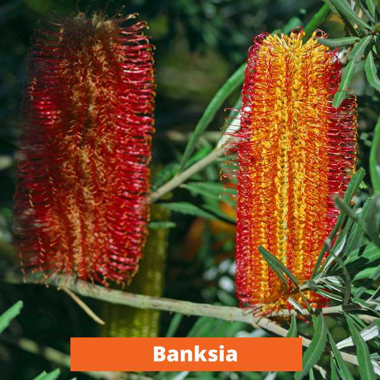 Banksia Low maintenance and kid friendly plants