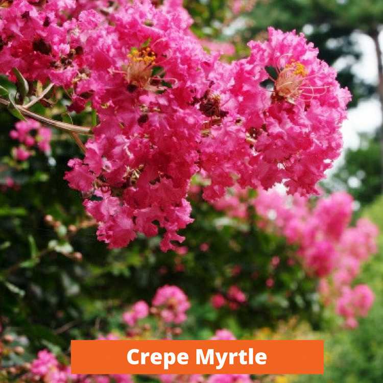 Crepe Myrtle Low maintenance and kid friendly plants