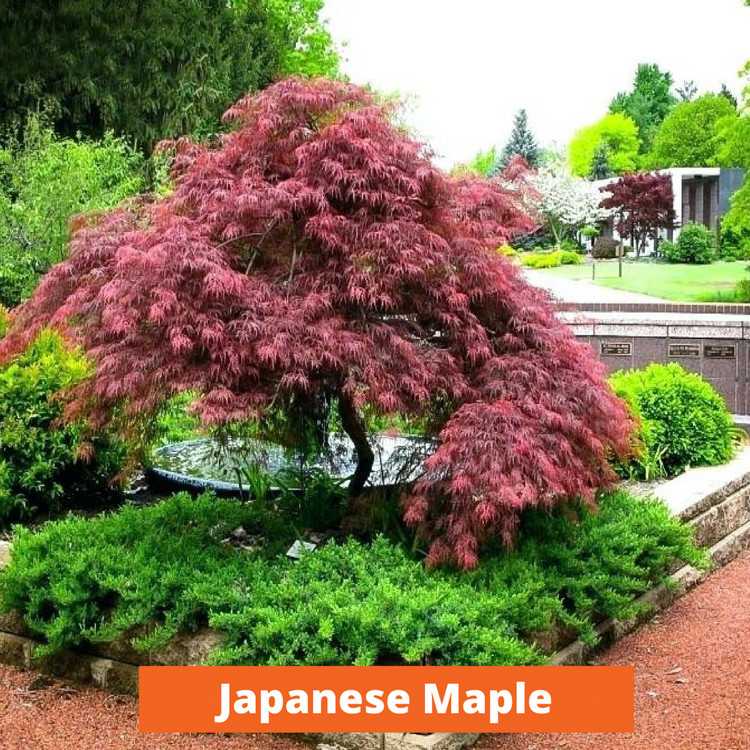 Japanese Maple Low maintenance and kid friendly plants