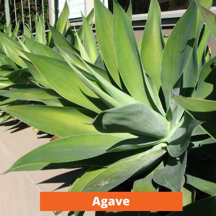 Agave Low maintenance and kid friendly plants