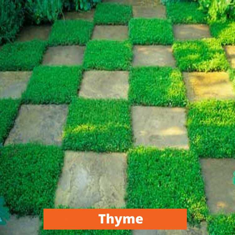 Thyme Low maintenance and kid friendly plants