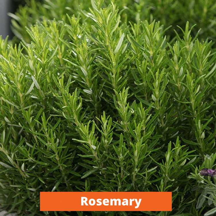 Rosemary Low maintenance and kid friendly plants