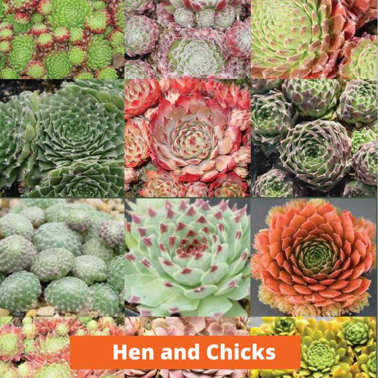 Hen and Chicks Low maintenance and kid friendly plants