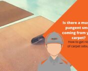 How to get rid of carpet odour