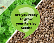 Are-you-ready-to-grow-your-Parsley-Seeds