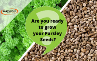 Are-you-ready-to-grow-your-Parsley-Seeds