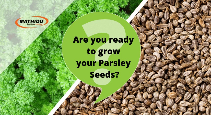 Are-you-ready-to-grow-your-Parsley-Seeds