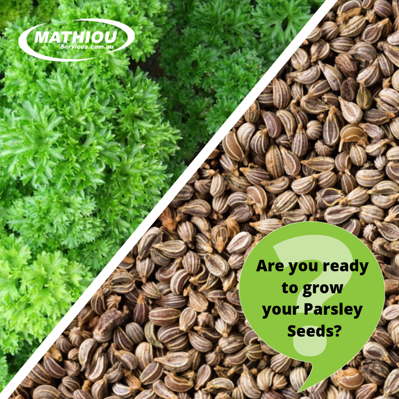 How to grow parsley seeds