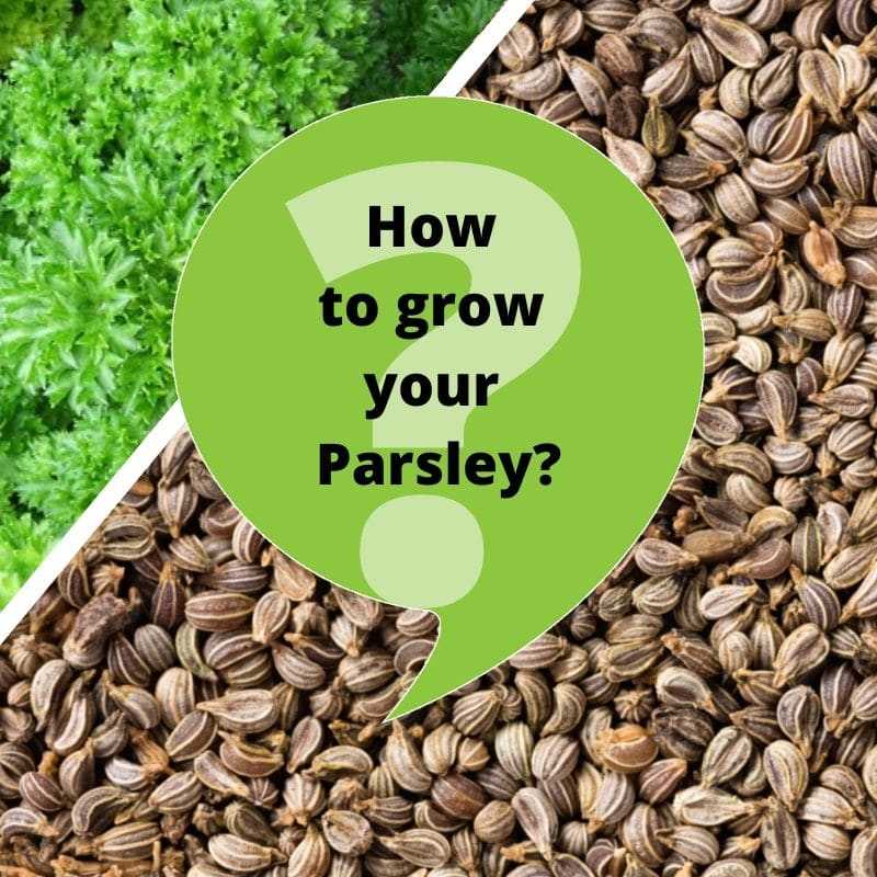 How to grow Parsley