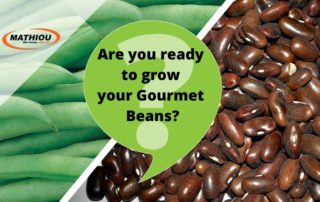 How to grow gourmet beans from seeds_
