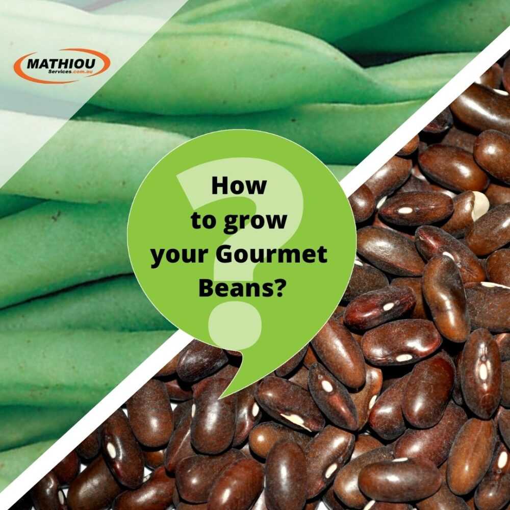 Instructions on How to grow your Gourmet Beans