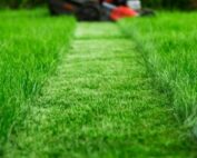 Lawn maintenance