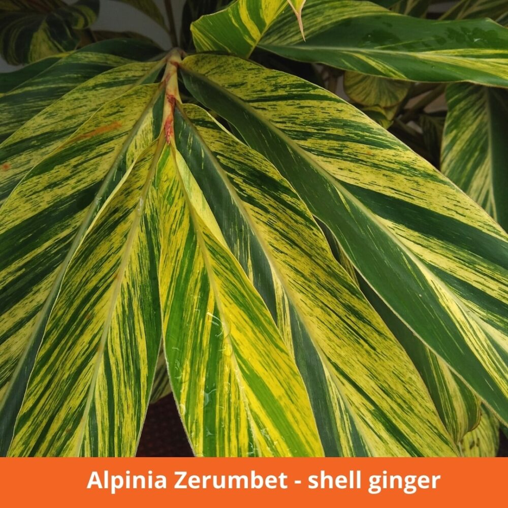 Alpinia zerumbet - shell ginger