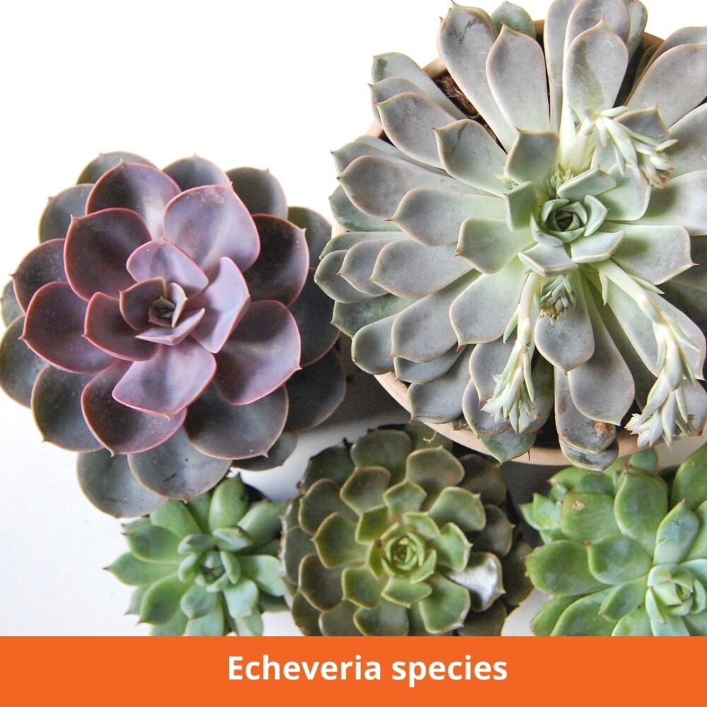 Echeveria species