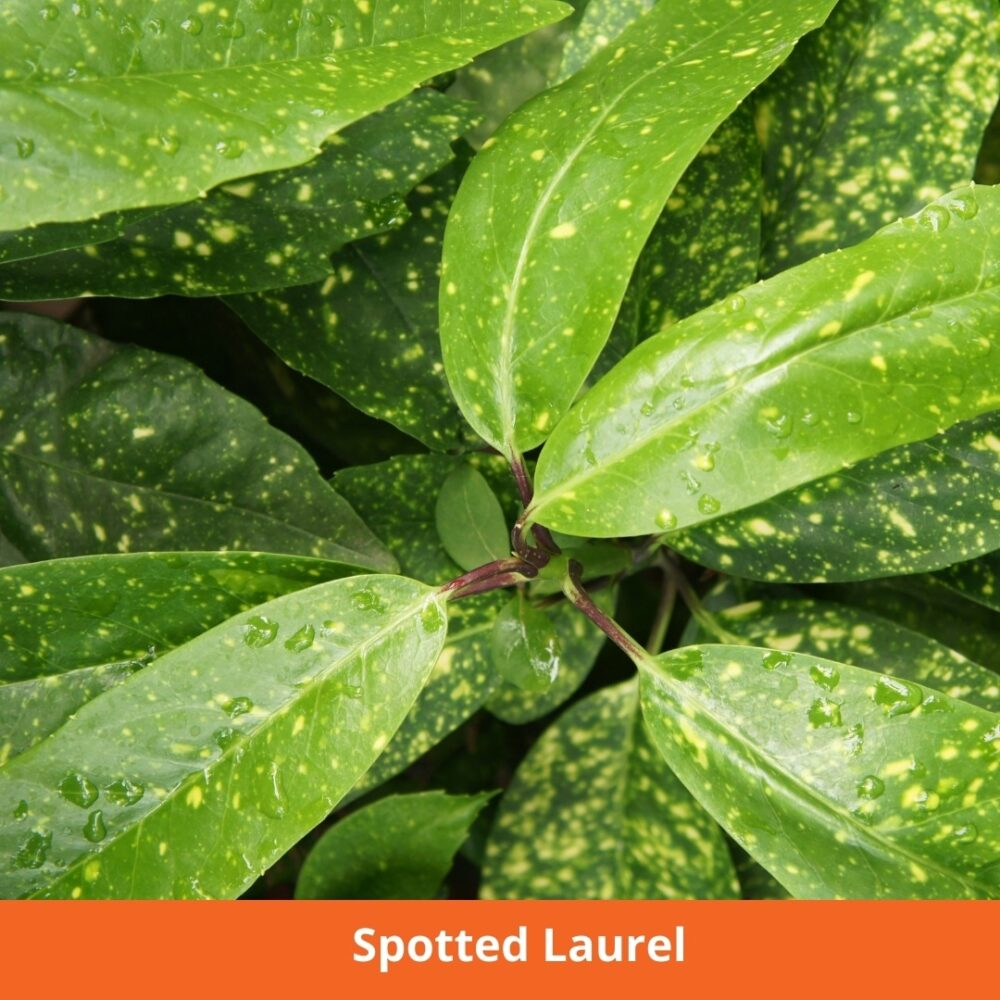 Spotted Laurel