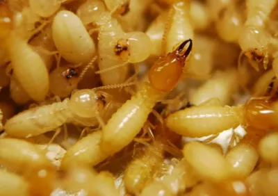 termites image