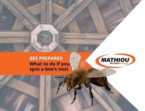 Bee Prepared- What to Do if You Spot a Bees Nest