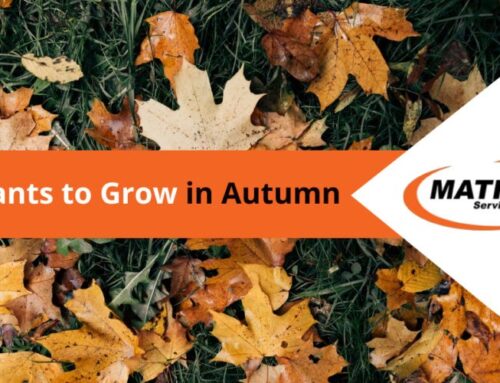 Best Plants to Grow in Autumn