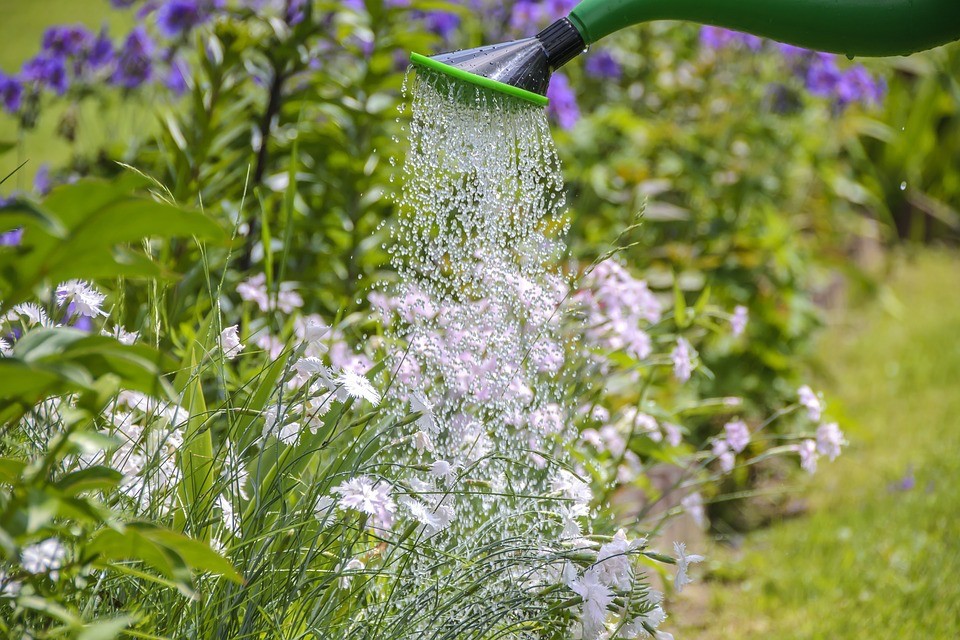 watering fresh flowers
