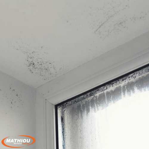 Commercial mould removal