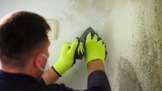 mould removal service