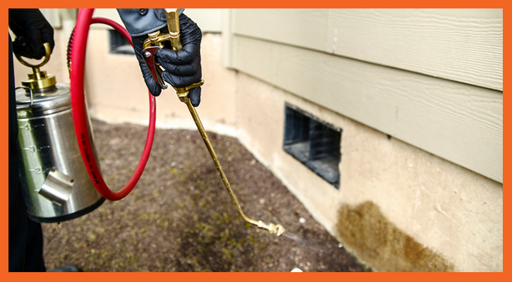 Pest Maintenance