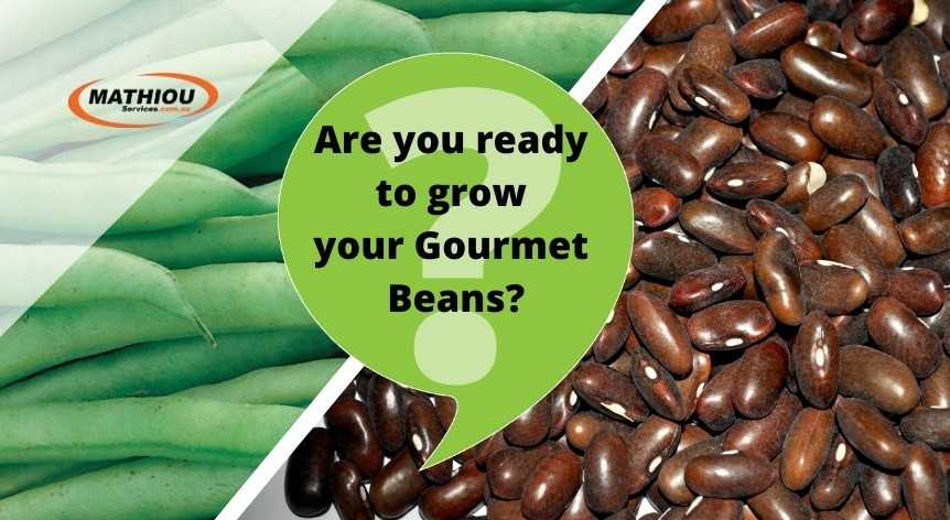 How to grow gourmet beans from seeds_