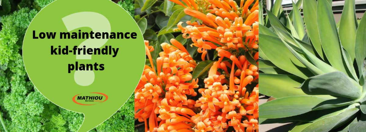 Low maintenance kid friendly plants