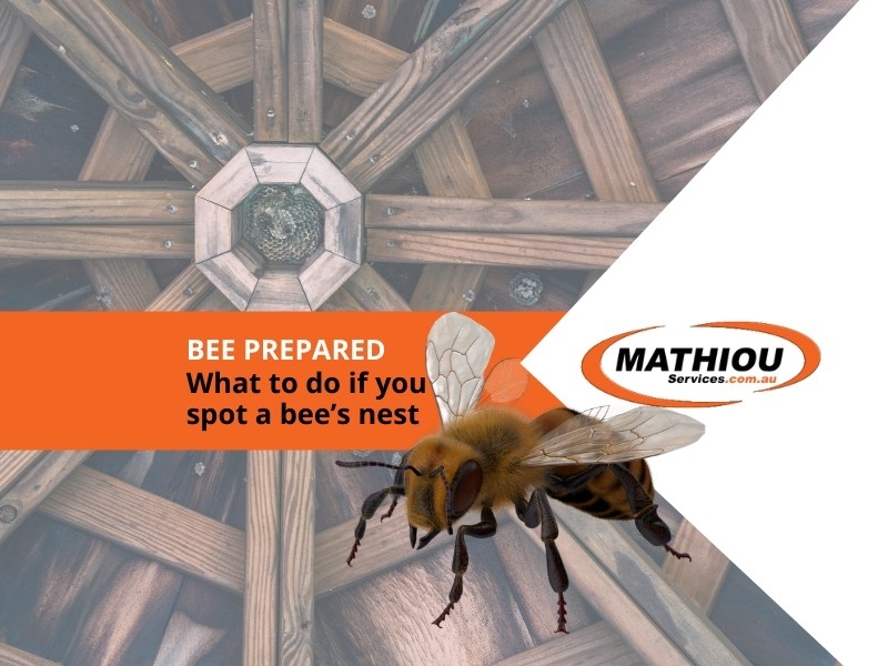Pest control- bee prepared -what to do id you find a bees nest