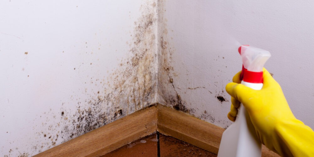 diy mould removal