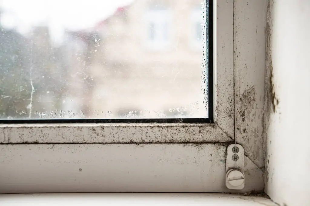 mould in a commercial window