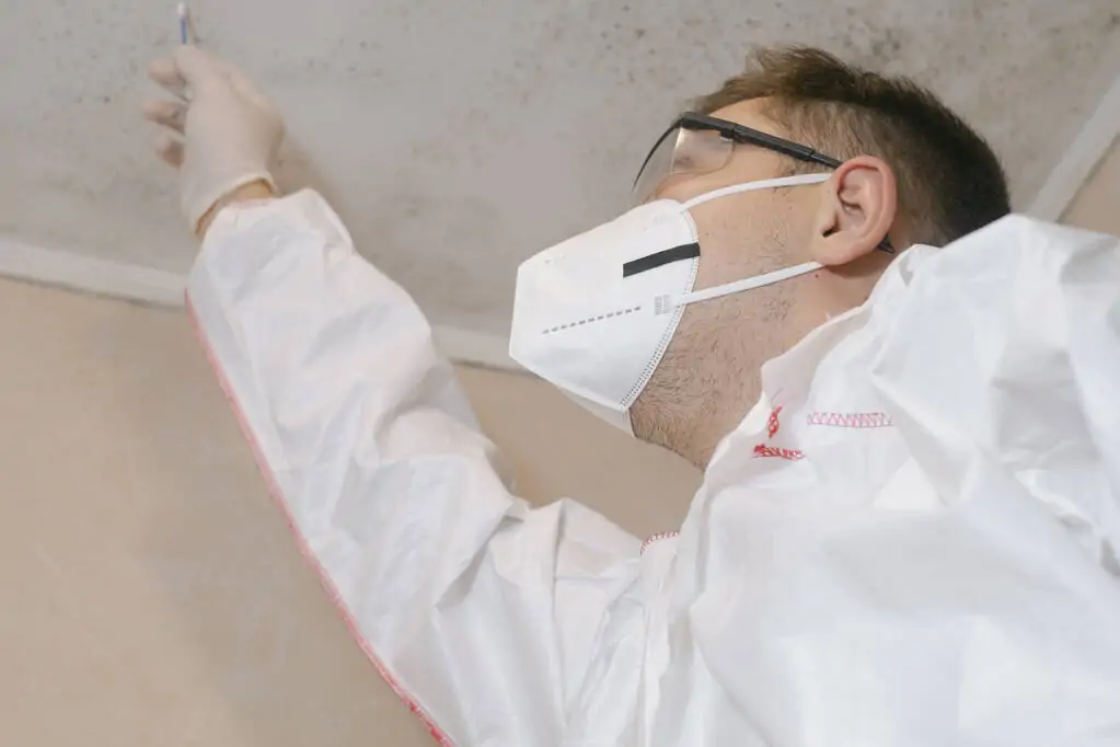 commercial mould inspection